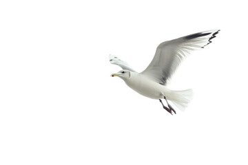 Fototapeta premium Seagull in flight