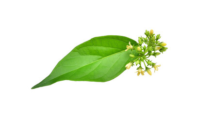 Gymnema inodorum leaf or Gurmar leaf,Moringa leaves with flowers,High in antioxidants.PNG.