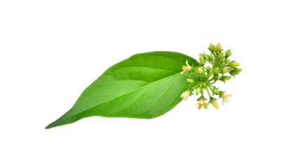 Gymnema inodorum leaf or Gurmar leaf,Moringa leaves with flowers,High in antioxidants.PNG.