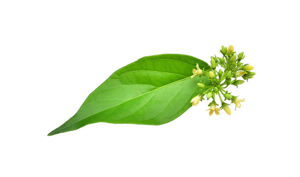 Gymnema inodorum leaf or Gurmar leaf,Moringa leaves with flowers,High in antioxidants.PNG.