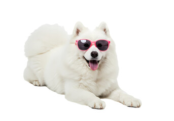 Obraz premium Samoyed Dog Wearing HeartShaped Sunglasses isolated on transparent baackground