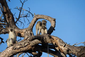 Vervet monkeys framed by a dead tree in golden light