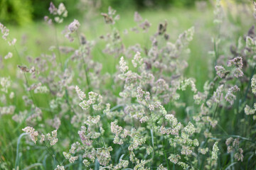 Obraz premium Flowering grass in close-up. Rich pollen detail, peak of blooming season. Allergy and springtime nature concept with depth and texture