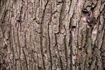 Naklejka premium Macro of tree bark surface with cracks, grooves, and natural relief. High detail nature texture, ideal for design, background, or structure reference