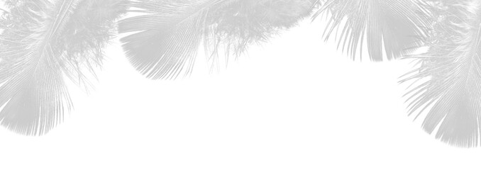 White Feather Border on Transparent Background for Elegant Design and Decoration