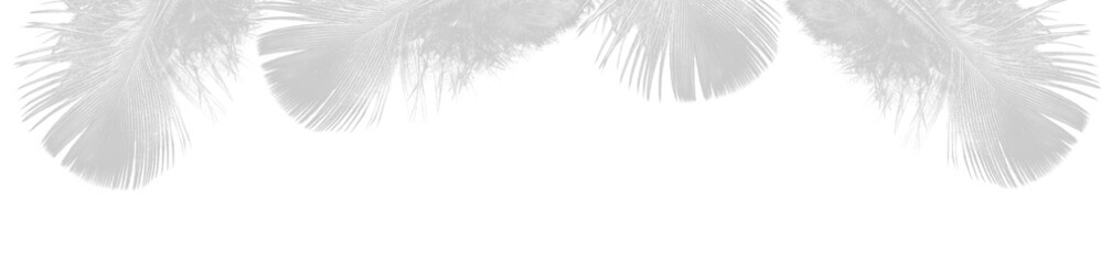Obraz premium White Feather Border on Transparent Background for Elegant Design and Decoration