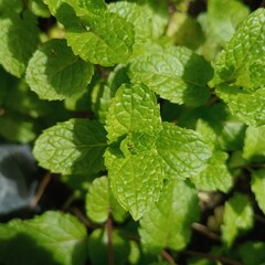 fresh mint leaves © Sofyan