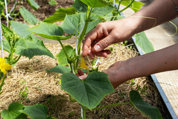 the hands of a woman tying up cucumber bushes in a greenhouse with a rope