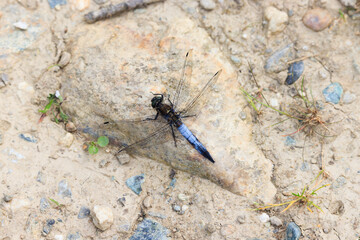 blue dragonfly on stone and gravel background