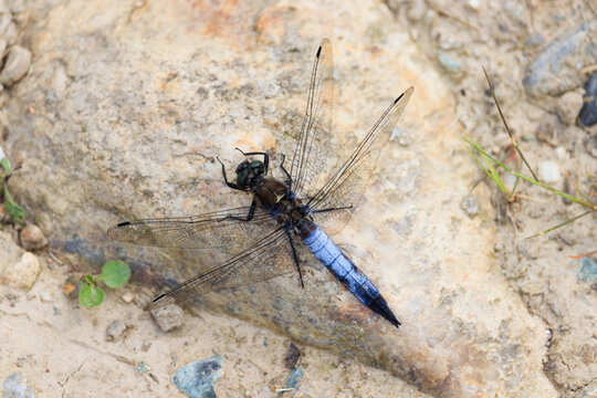 blue dragonfly on stone and gravel background