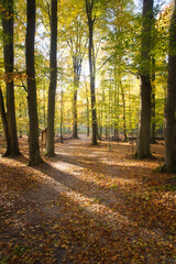 Fototapeta premium An autumnal forest flooded with warm sunlight. Golden leaves glow. Nature photo