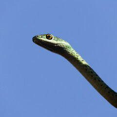 A spotted bush snake close up.