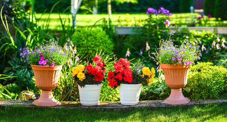 Beautiful colorful multicolored flowers in pots outdoors in the garden on a country site in spring summer. Landscaping and gardening.