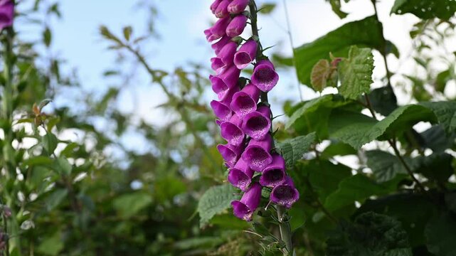 Worker bees collecting pollen and nectar from Foxglove flower