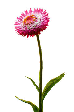 Stunning Pink Strawflower A Single Stem Botanical Photograph