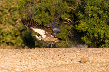 A white backed vulture taking to the skies