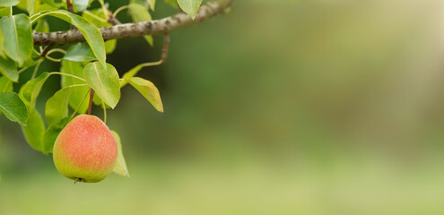 Sun shines on a beautiful ripe d'anjou anjou pear fruit hanging from a tree in the garden