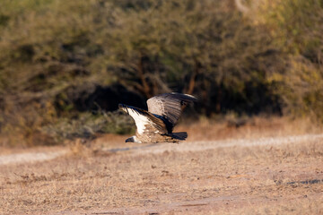 A white backed vulture taking to the skies
