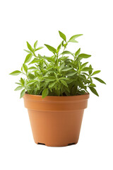 Isolated Green Plant in Pot