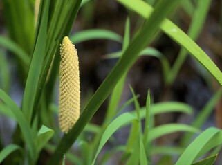 5月に咲いた地味に見える薬用のショウブの花