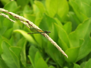dragonfly on wild grass