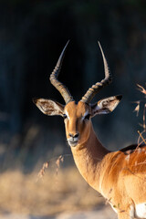 A portrait of an impala ram