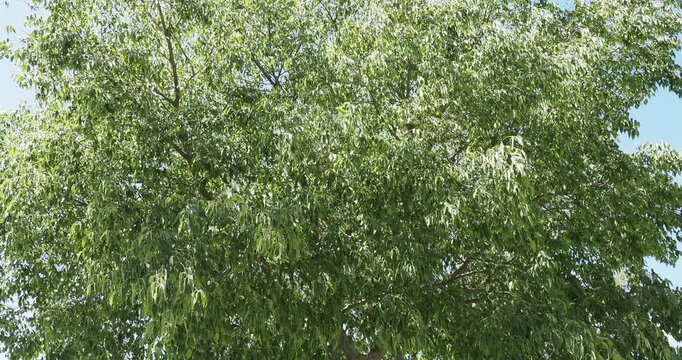 Provence Hackberry tree (Celtis australis), rounded habit with flexible branches covered in magnificent abundant greenish foliage, shaking lightly in the wind under a blue sky
