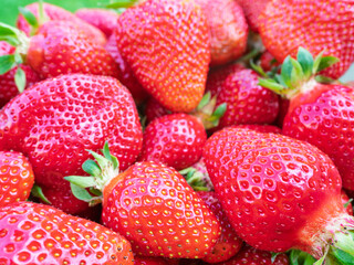 Pile of fresh harvested ripe strawberries (Fragaria × ananassa). Full frame. Harvesting stravberry red fruit with green leaves. Organic farming, healthy food, BIO viands, back to nature concept.