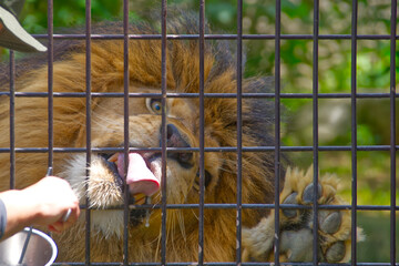 動物園の食事中のオスライオン