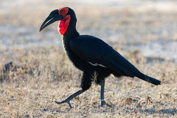 a Southern ground hornbill on the move