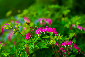 Heart shaped pink scenic flowers in lush leaves of garden, selective focus. Bright bleeding hearts,...