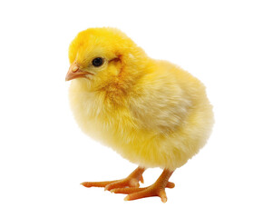 Obraz premium Yellow chick standing on its feet in a playful pose, cut out transparent