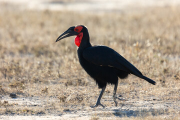 a Southern ground hornbill on the move