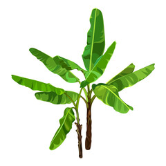 Green Banana Palm Trees isolated on a white background. Desert and tropical houseplants. 
