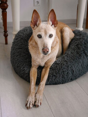 Alter Hund mit rotem Fell liegt entspannt auf einem Fußboden in seinem Körbchen und schaut direkt in die Kamera