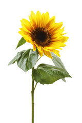 Obraz premium Bright Sunflower Blossom Isolated on White - Capturing Summer's Beauty and Natural Radiance