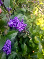 lilac flowers in the garden