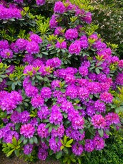 Rododendron flowers in Wroclaw botanical garden 