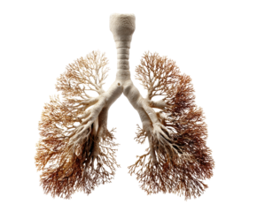Conceptual representation of human lungs resembling tree branches, cut out transparent