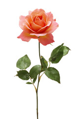 Obraz premium Elegant peach rose with a delicate bloom and vibrant green leaves isolated against a pristine white backdrop, perfect for floral designs.