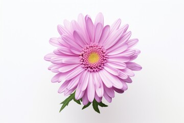 Flower blossom petal daisy.