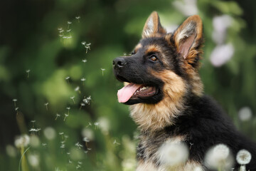 cute german shepherd puppy portrait with white dandelions seed heads flying around