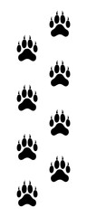 Tiger Paw Prints Isolated on White Background &ndash; Pet Footprint Trail Vector