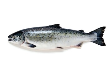 Obraz premium fresh fish on white background