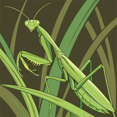 praying mantis