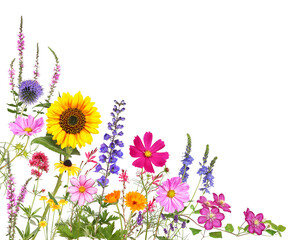 Photography from colorful meadow and garden flowers in summer