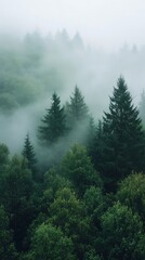 Fototapeta premium Dense evergreens rise above deciduous trees partially concealed by a heavy fog bank at high altitude