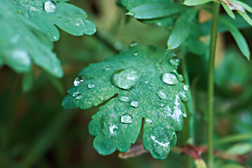 Beautiful large drops after rain in nature, selective focus. Drops of clean transparent water on leaves. Image in green tones. Spring-summer natural background.