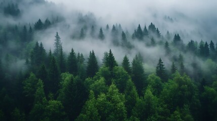 Fototapeta premium Evergreen trees blanket mountain slopes shrouded in misty atmosphere with dense fog rolling across