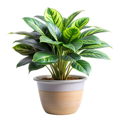 Vibrant Green Houseplant: Perfect for Home Decor & Office Spaces